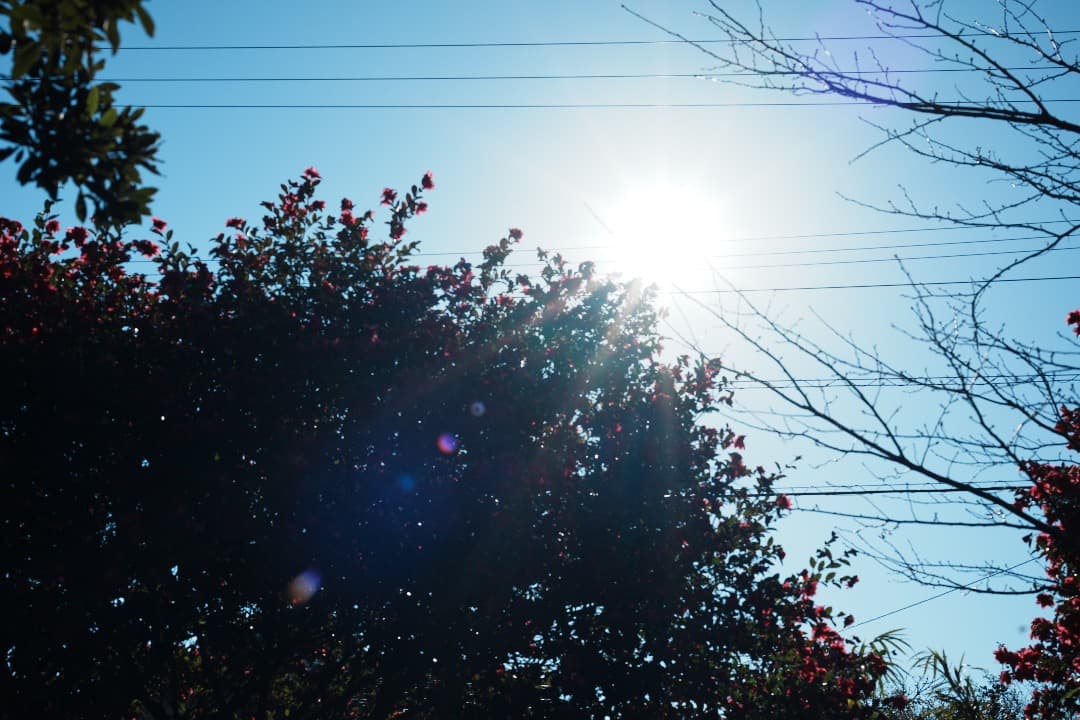 未使用級美品 Voigtlander APO-Lanthar 50mm F2