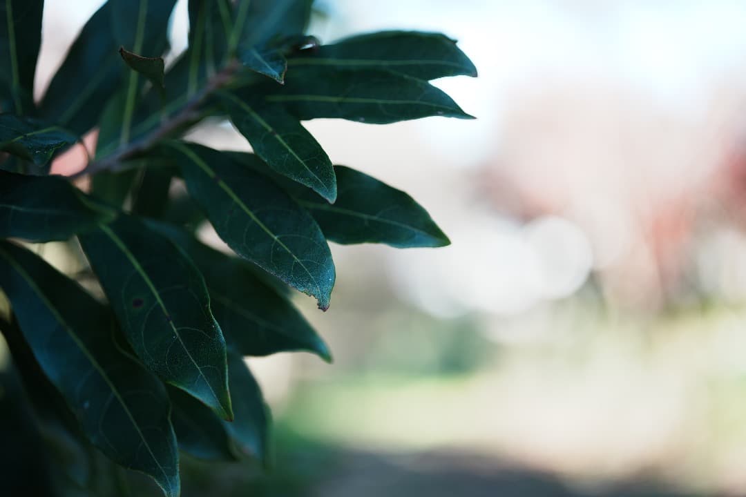 未使用級美品 Voigtlander APO-Lanthar 50mm F2