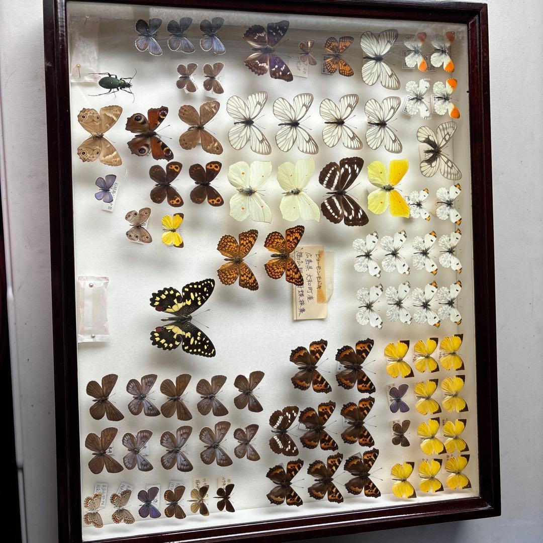 蝶の標本 木製フレーム41✖️51cm