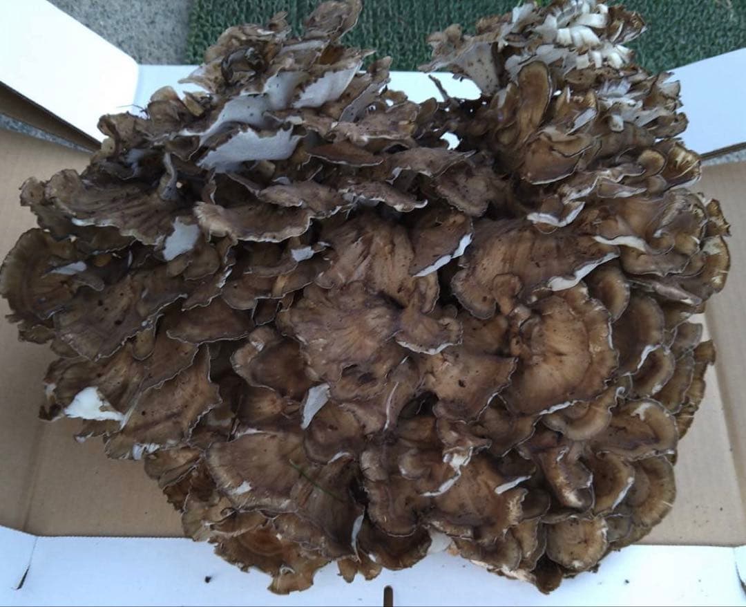天然キノコ 黒マイタケ 1.5キロ超 上物　採れたて 小分け可能！